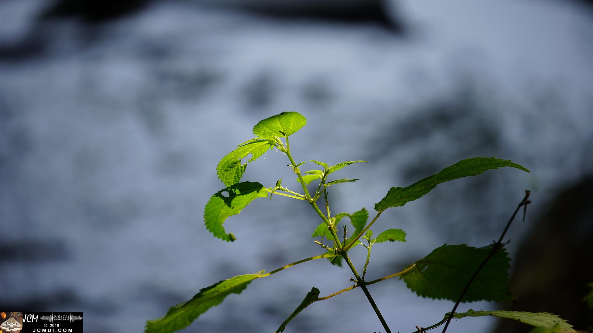 Green plant in shallow DOF at Old Hickory Lake, TN
